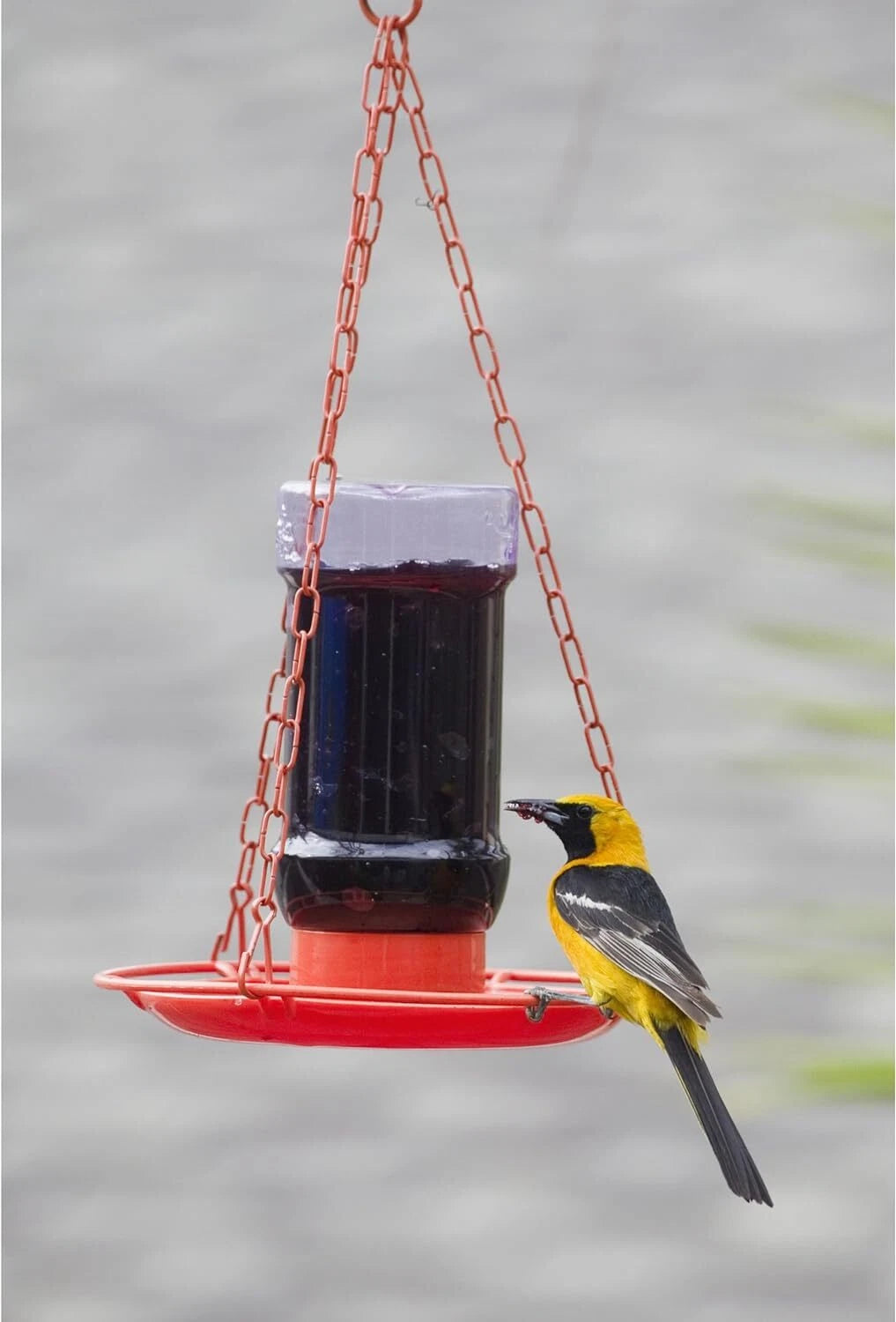 Perky Pet Oriole Jelly Feeder 32 Oz Orange Tray Attracts Orioles With Grape J...