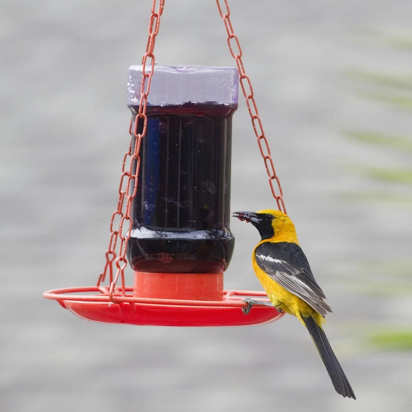 Perky Pet Oriole Jelly Feeder 32 Oz Orange Tray Attracts Orioles With Grape J...
