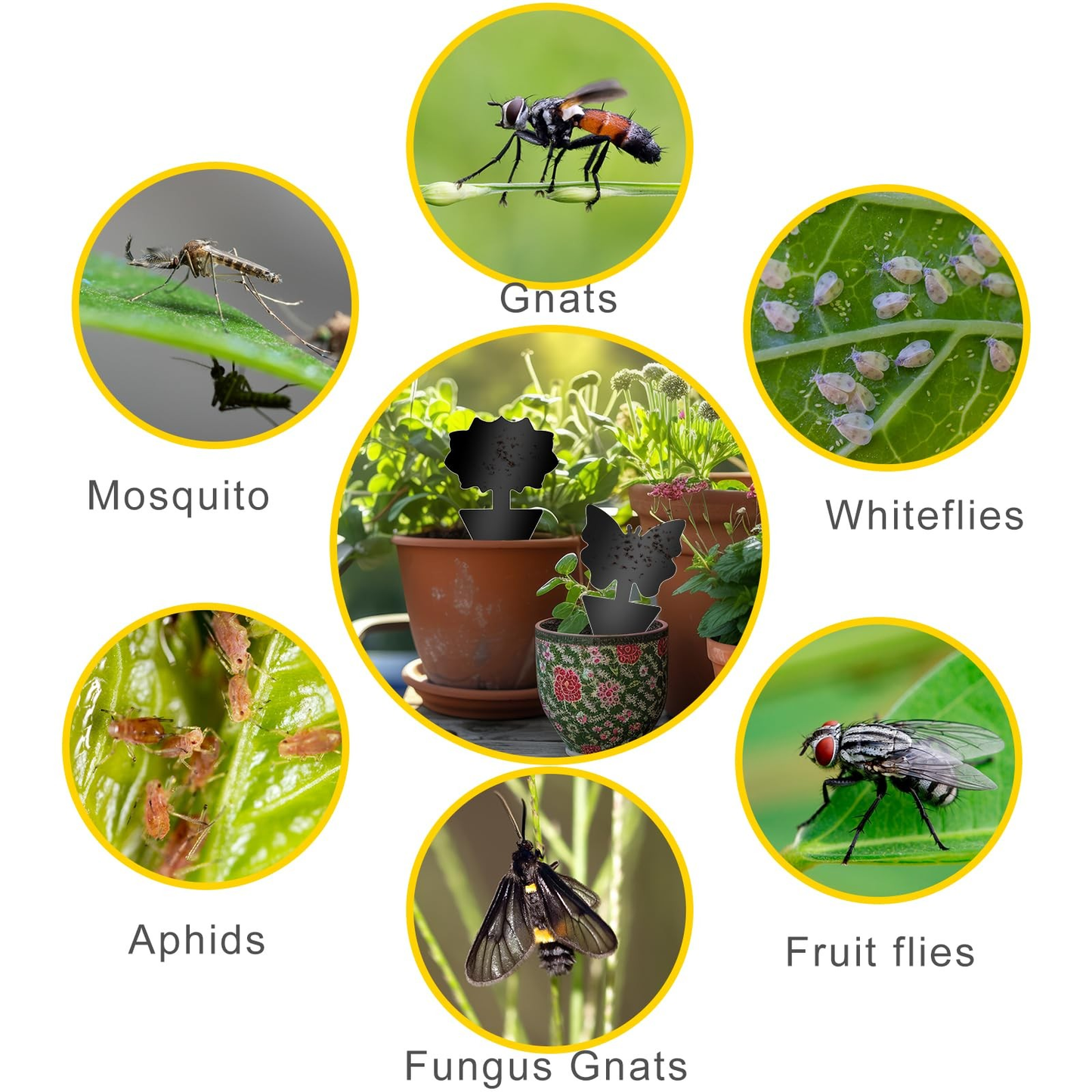 Fruit Fly Traps 60 Pack Black Sticky Traps for Fungus Gnats, Plant Flies & Indoor Plants