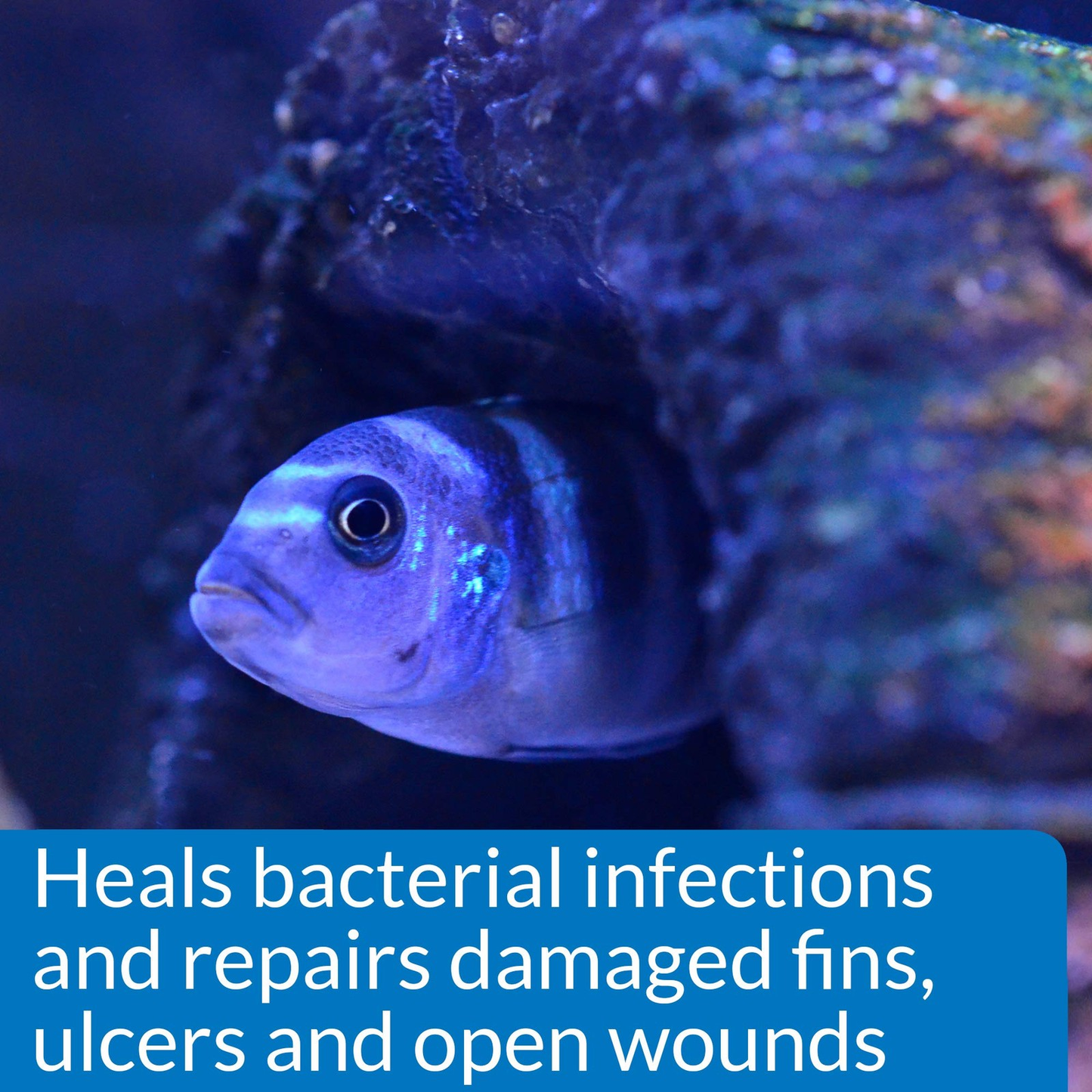 API MELAFIX Freshwater Fish Bacterial Infection Remedy 64-Ounce Bottle