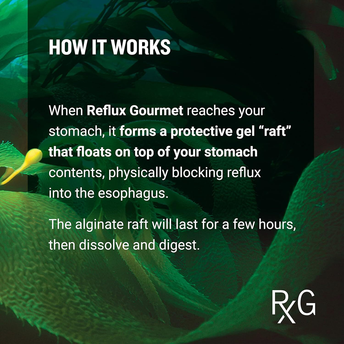Reflux Gourmet Vanilla Caramel Heartburn Relief Supplement | All-Natural Alginate Formula | 8 fl oz (236 mL) | FREE SHIPPING 🌿
